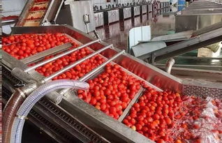 萬通蒙根花食品加工廠脫水蔬菜生產(chǎn)工藝與番茄加工應(yīng)用