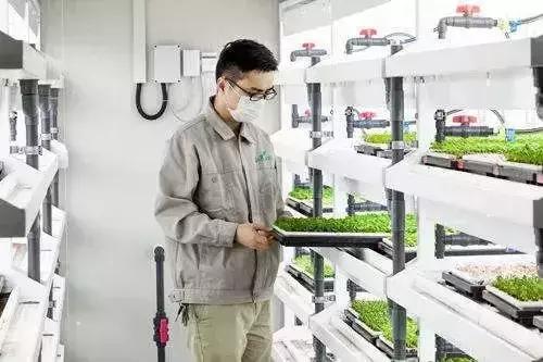 京東布局植物工廠 水培蔬菜或成農(nóng)業(yè)新藍(lán)海