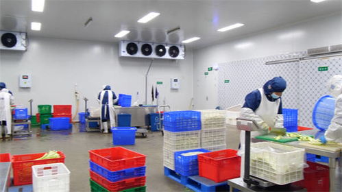 東營市東營區 凈菜工廠日產25-30噸，全力保障市民“菜籃子”