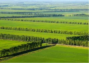 2019年計劃造林1億畝 苗木人的機(jī)遇在哪里