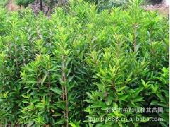 優(yōu)質(zhì)綠化苗木供應(yīng)商——瀏陽桂其苗圃長期供應(yīng)法國冬青