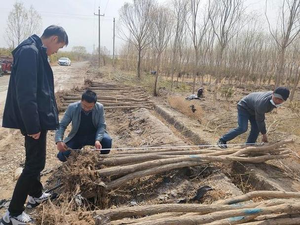 高臺縣林業和草原局 嚴把出圃苗木質量關 確保造林成活率